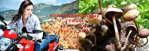 прущие грибы Волоколамск