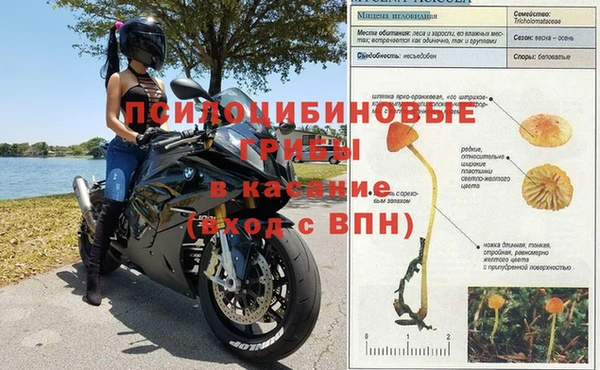 прущие грибы Волоколамск